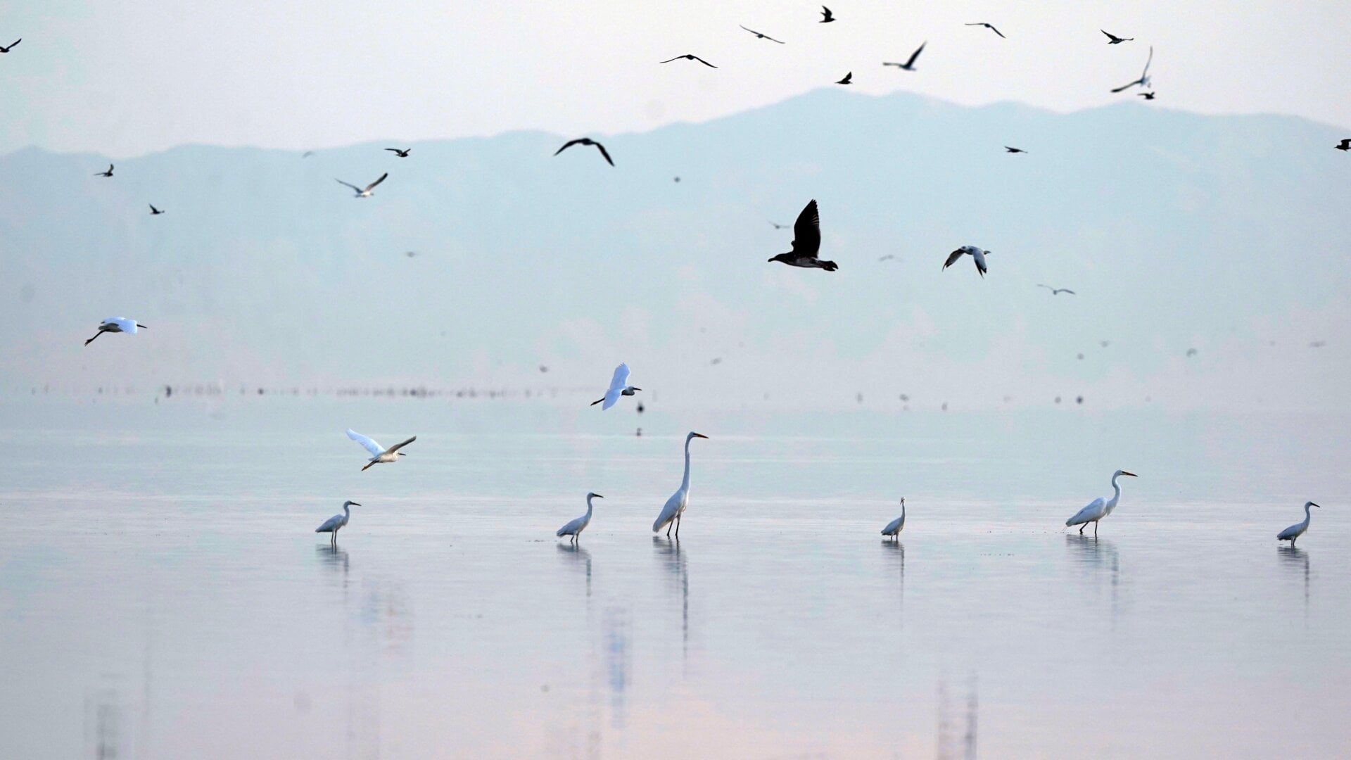 Birds take flight in the Salton Sea on the Sonny Bono Salton Sea National Wildlife Refuge in 2021, in California.
