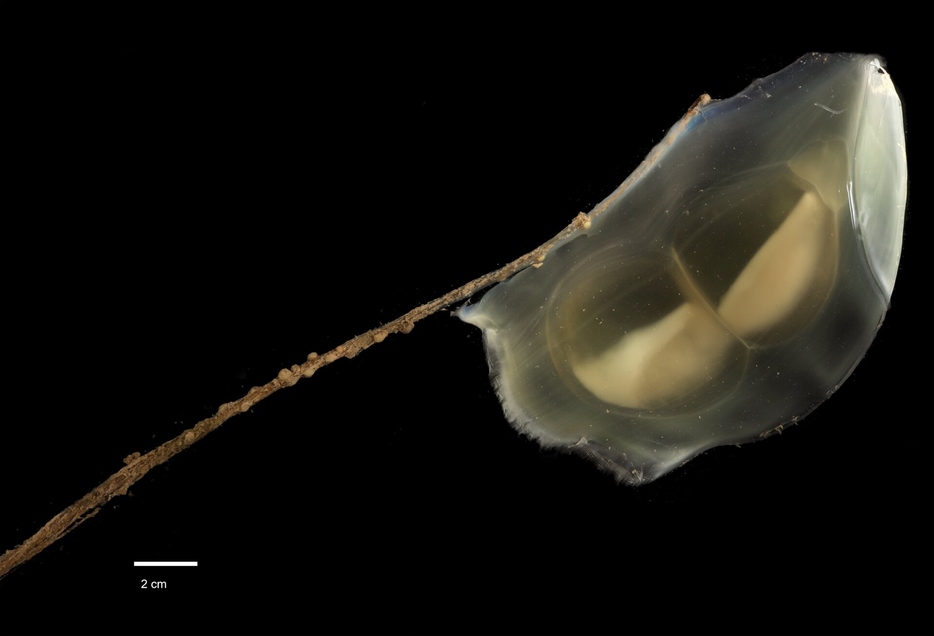 An unknown species of tunicate