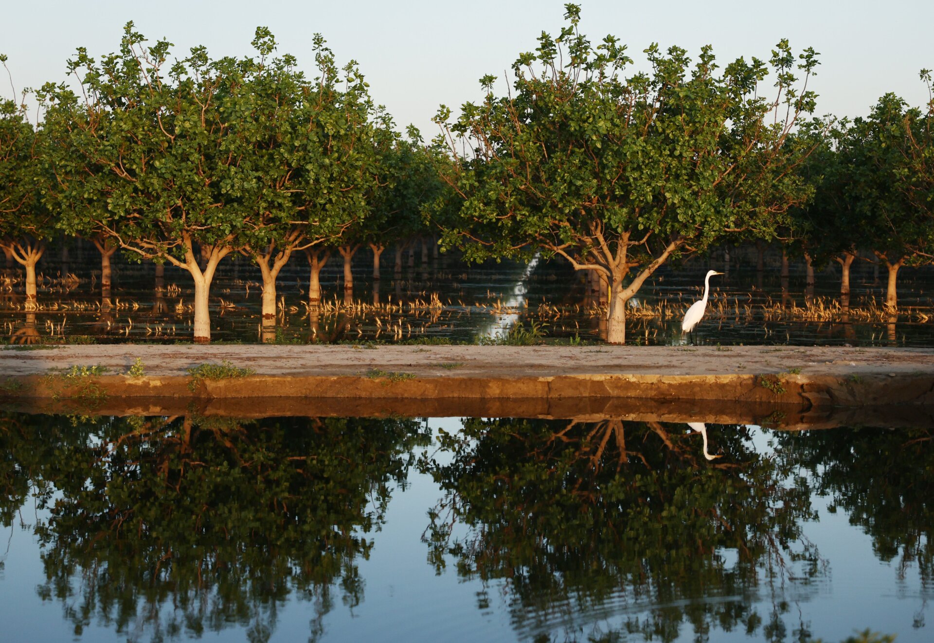 A bird walks along pistachio trees near floodwaters on Tulare Lake.