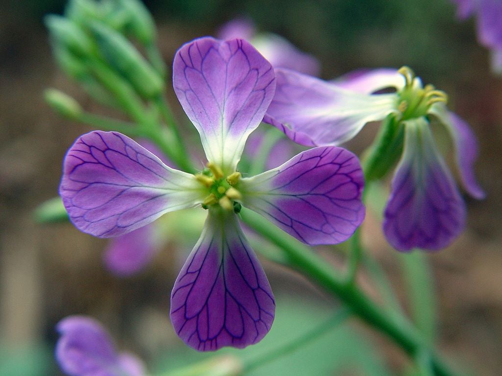 Wild radish purple bloom, growing in San Francisco. 