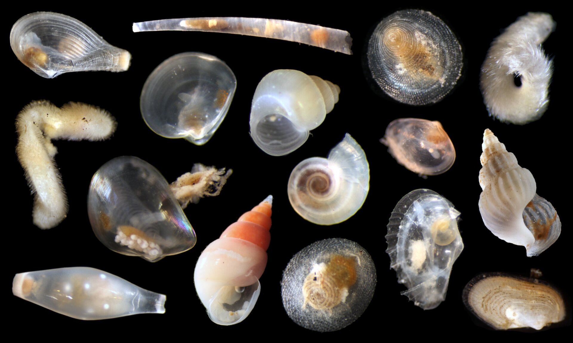 An array of unidentified mollusks