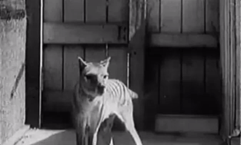 A compilation of footage showing a captive thylacine.