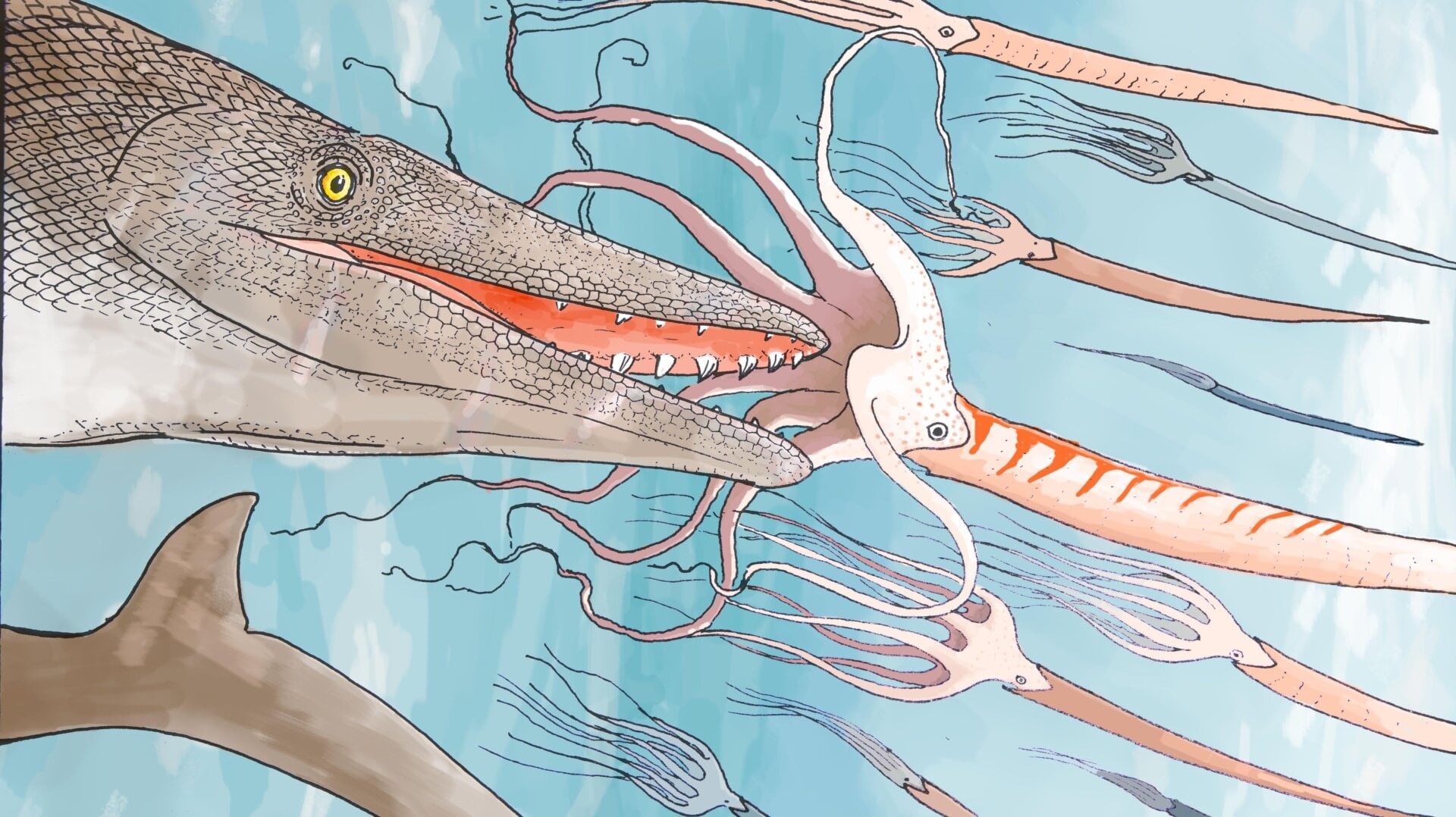 A rendering of what Stellendens mysteriosus might have looked like hunting ammonites. Although, it’s unknown if ammonites would’ve been on the menu. The newly described species of mosasaur’s screwdriver-like teeth offer few clues about the extinct animal’s diet.