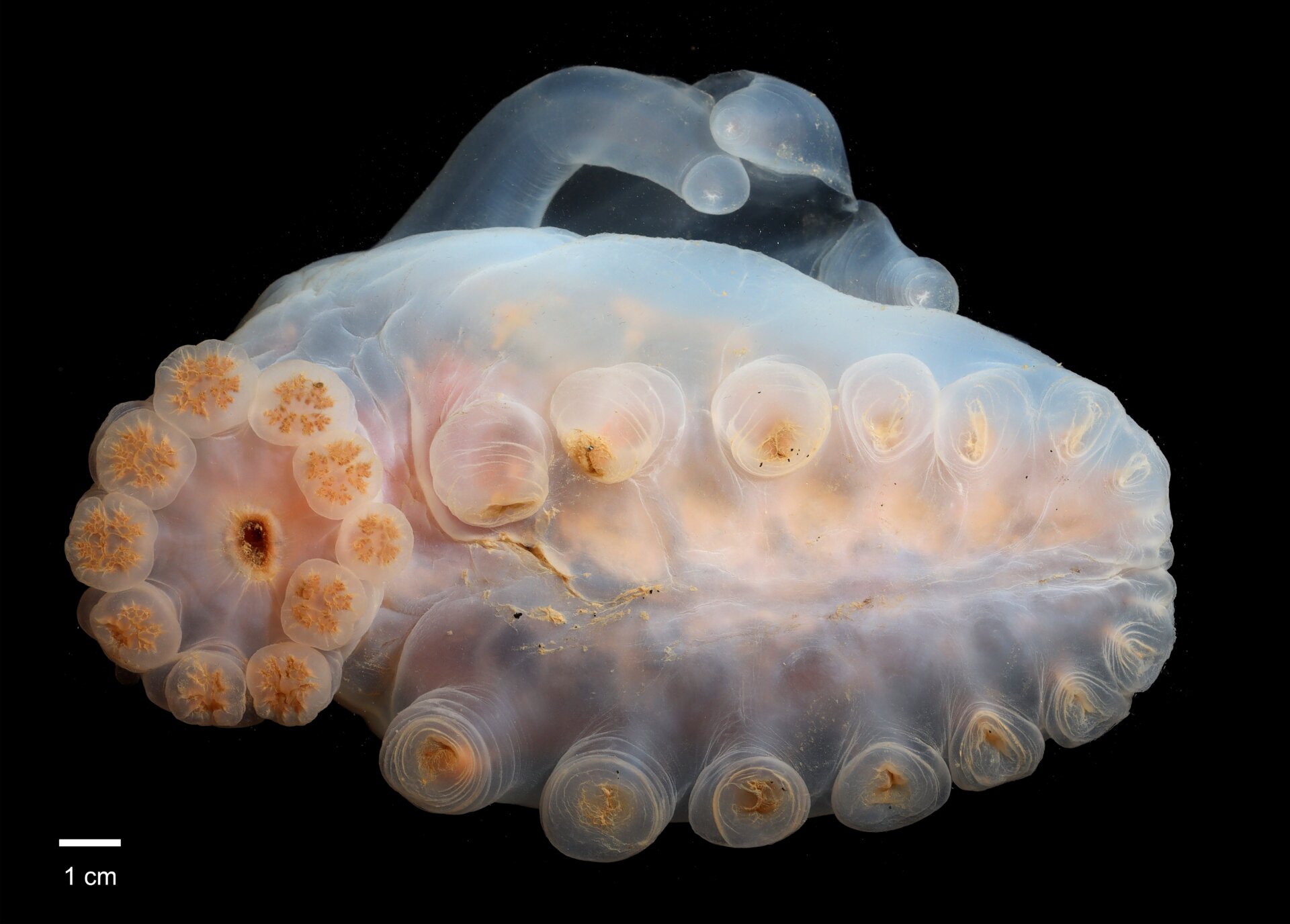 An unknown species of cucumber in the genus Amperima