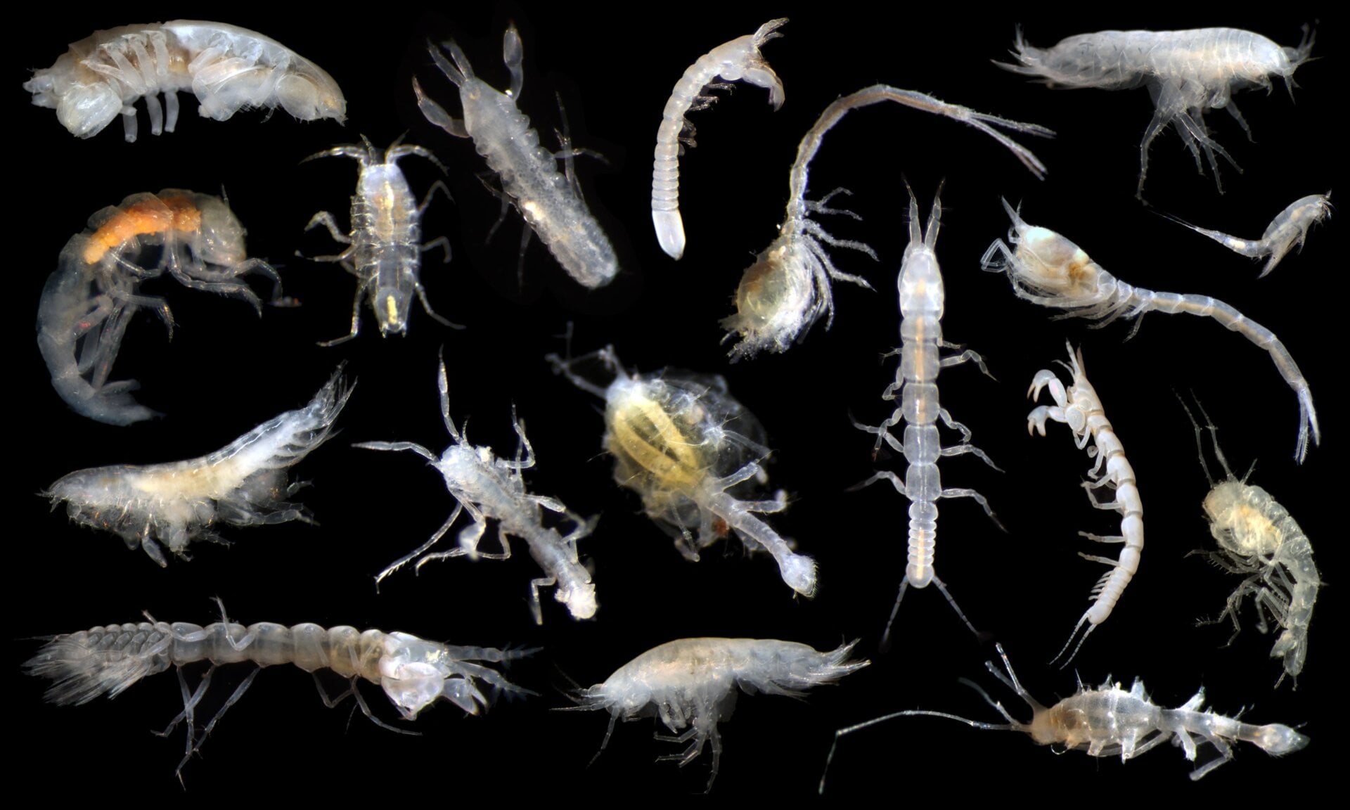 Multiple unidentified marine arthropods
