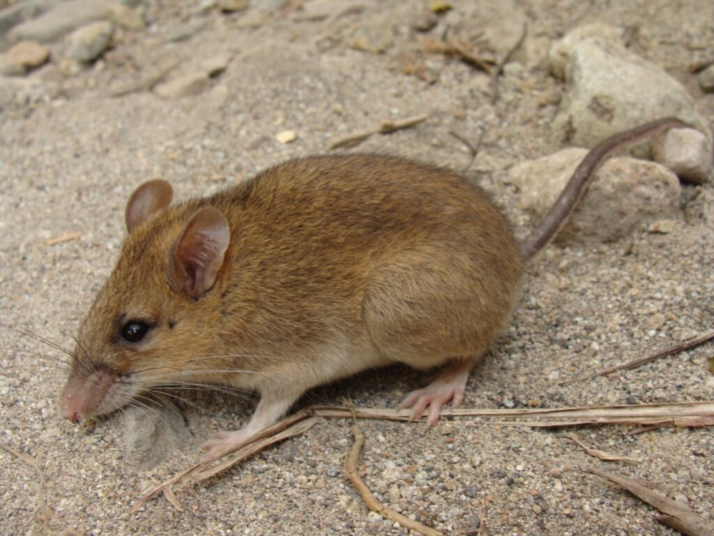 7 'Extinct’ Species That Eventually Reappeared | Page 6 of 8