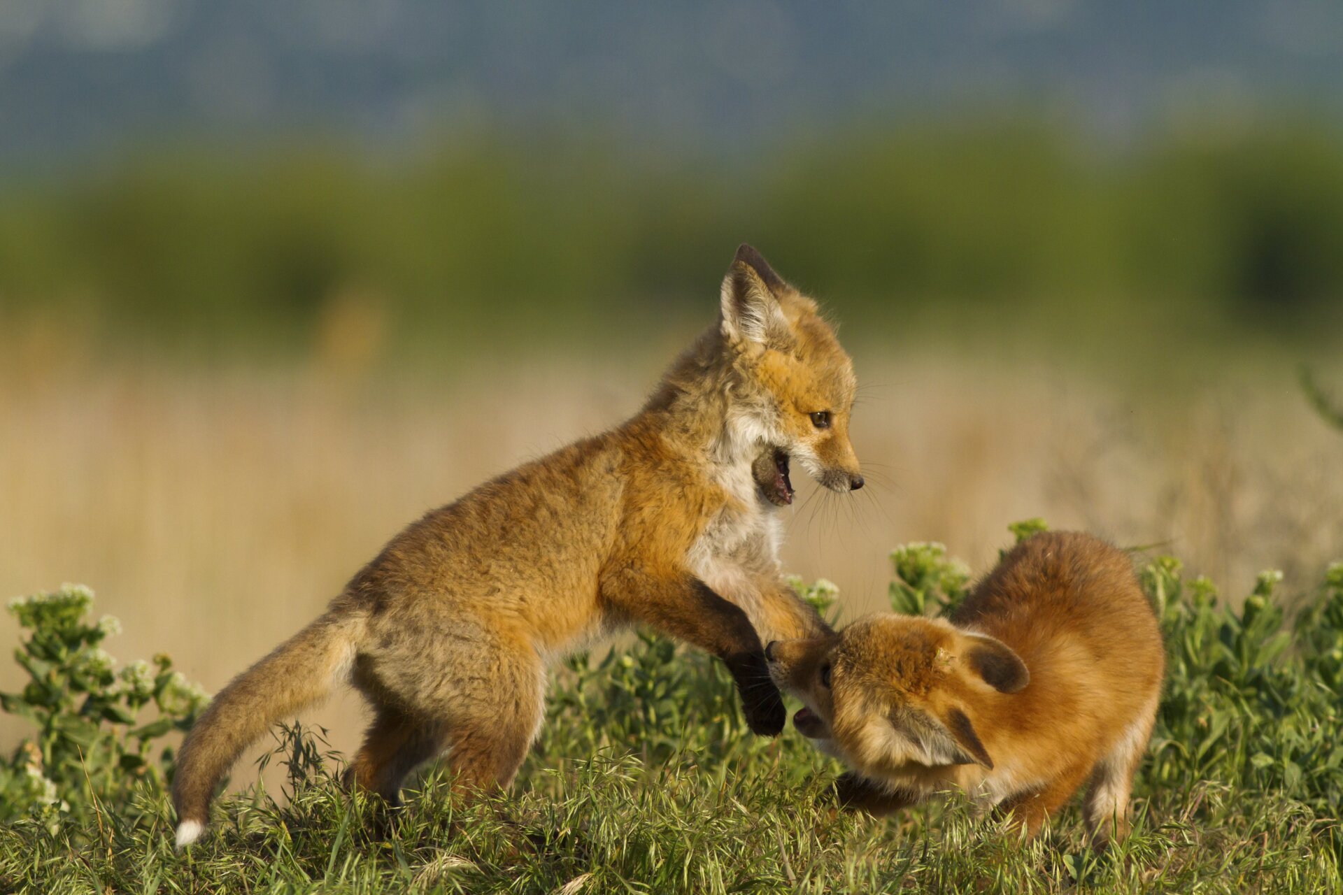 Image: Bryant Aardema