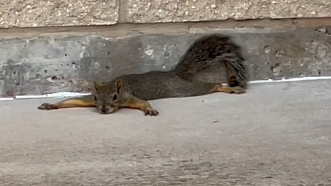 Splooting Heat To Survive Extreme Heat, Squirrels Go 'Sploot'