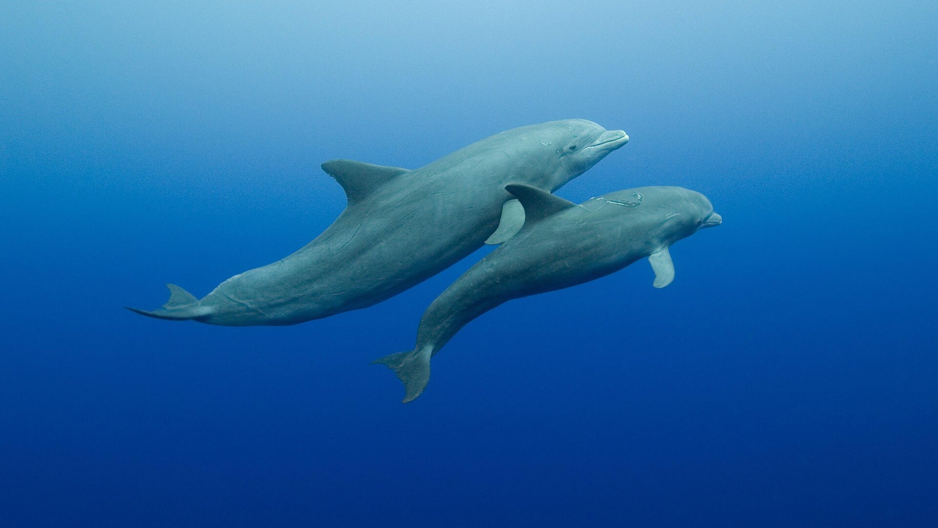 A bottlenose dolphin (Tursiops truncatus) mother and her calf.