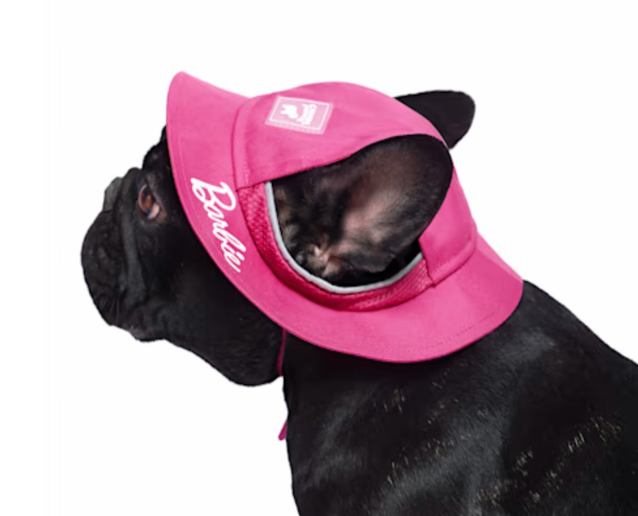Image: Petco