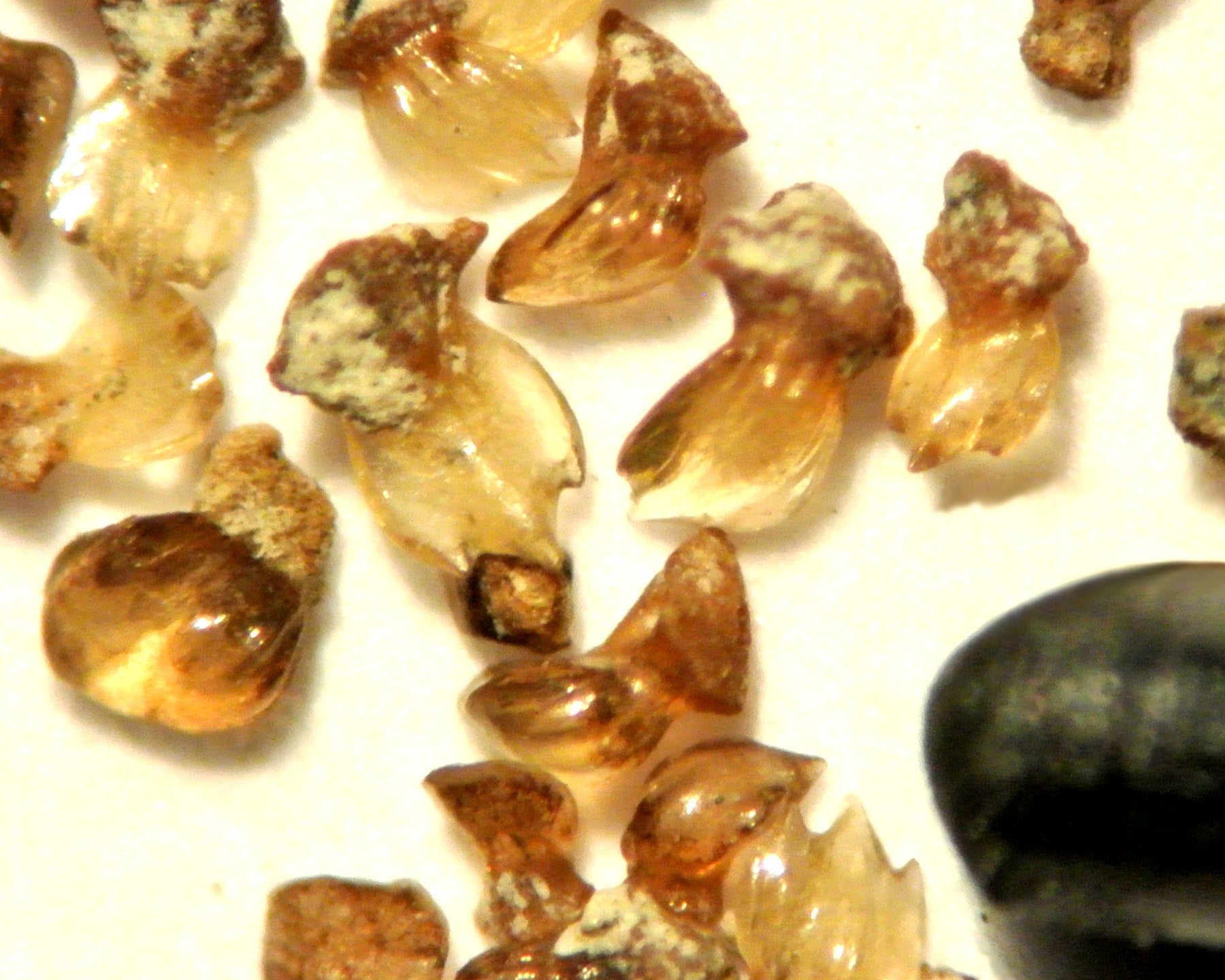 O. megalodon’s fossil placoid scales.