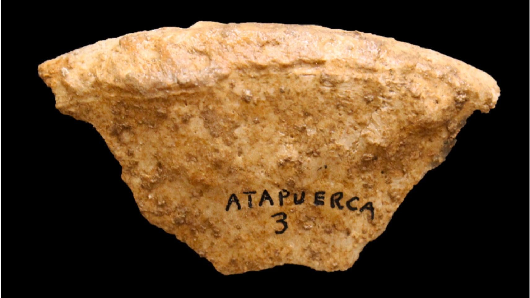 An iliac fragment from the cave’s “Individual 1,” one of several individuals found in the cave system.
