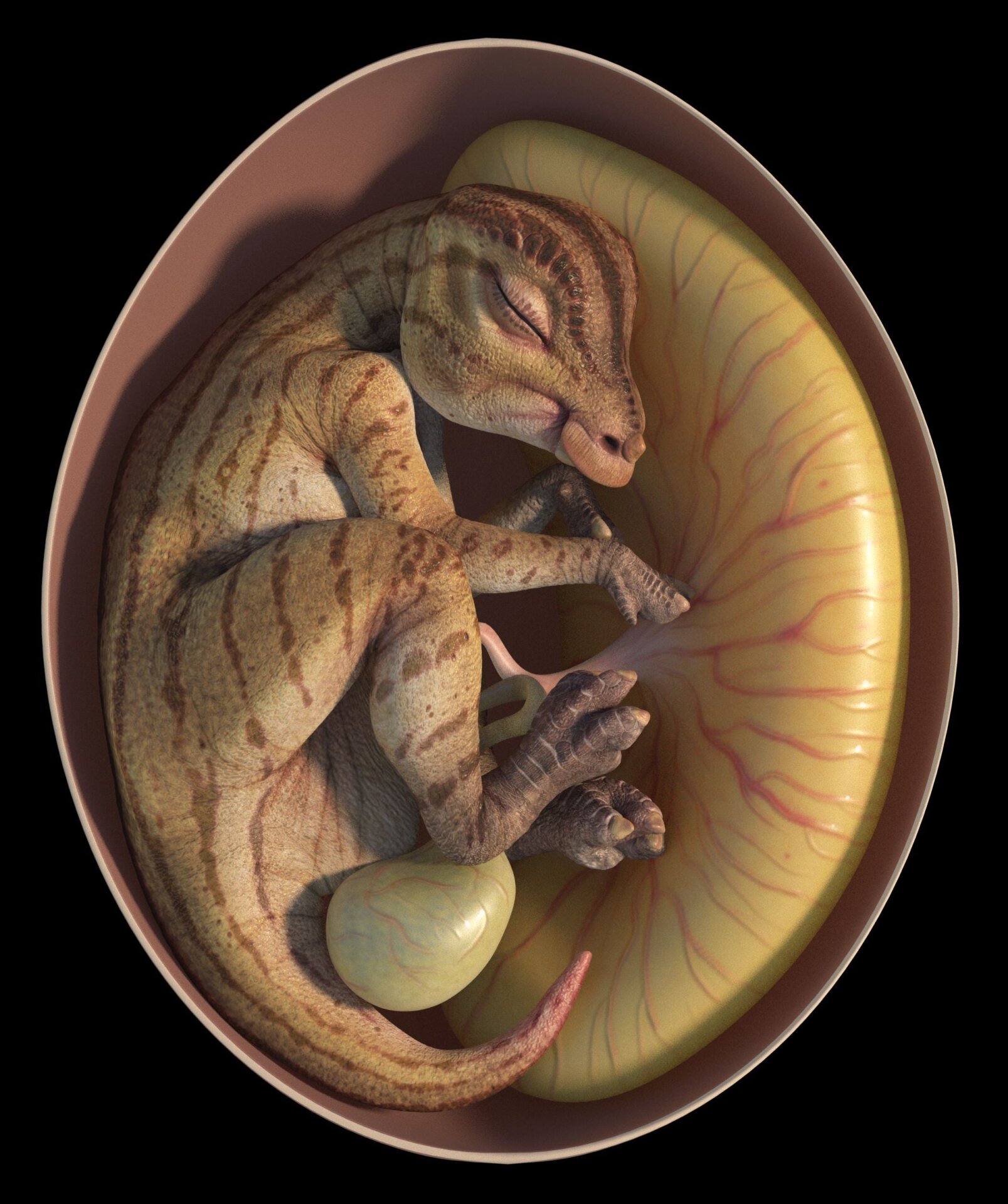 An image depicting an embryonic hadrosauroid, about 70 million years ago.