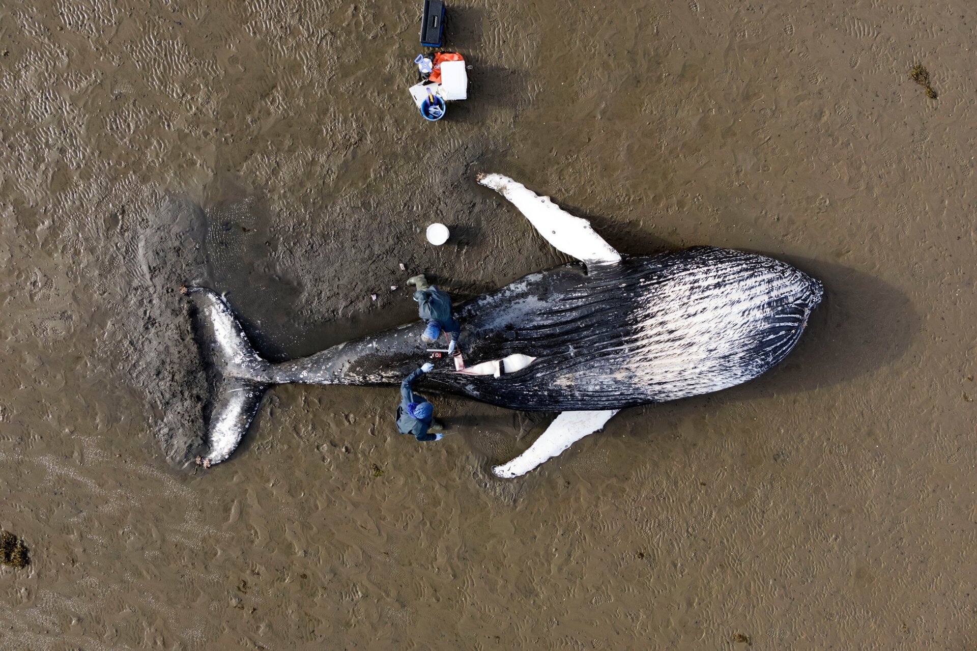A beached whale in Scotland getting a necropsy.