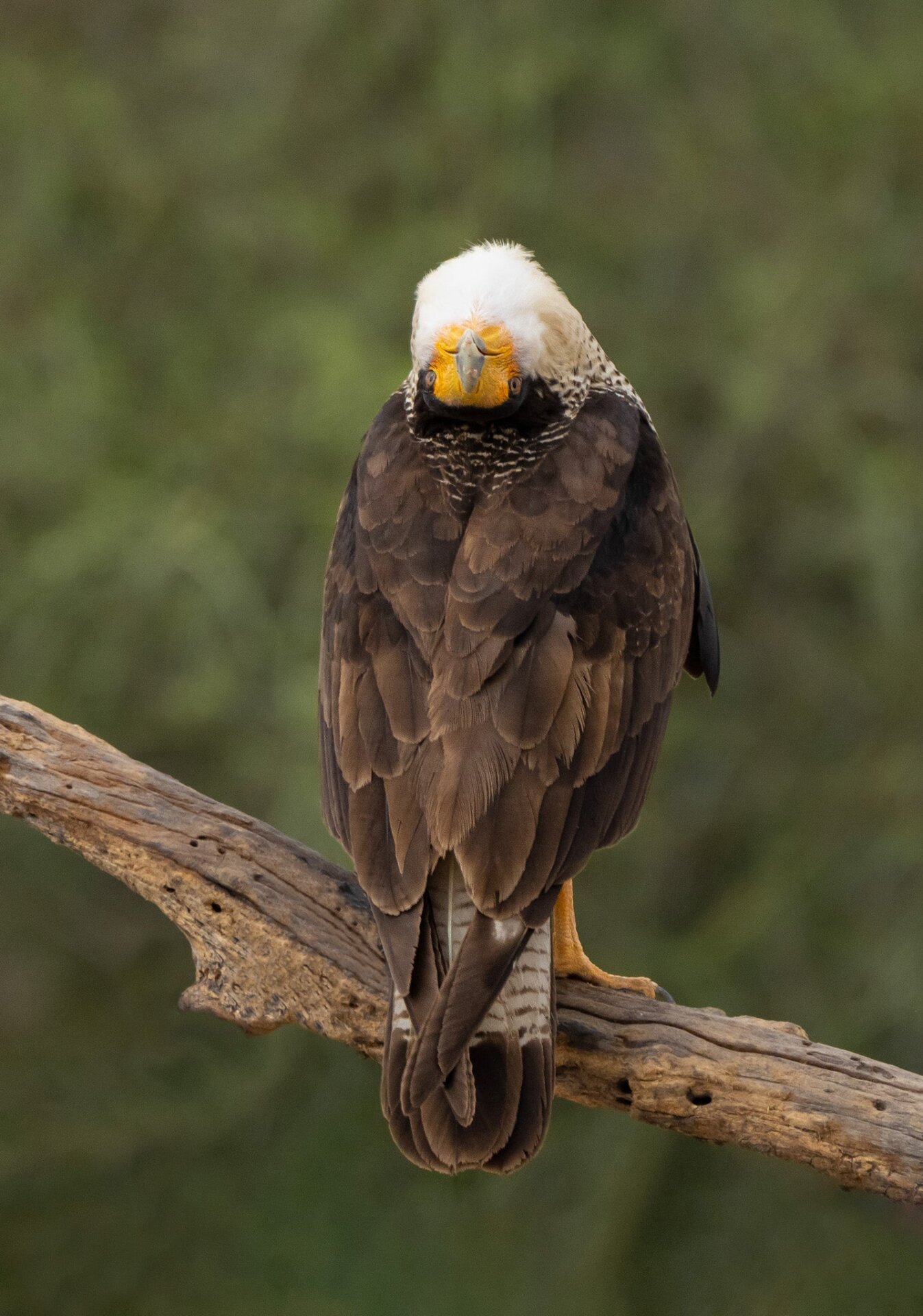 A northern crested Caracara mugs for the camera.