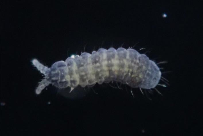 The colorful Paranura tsushimaensis, named after the island where it was first discovered.