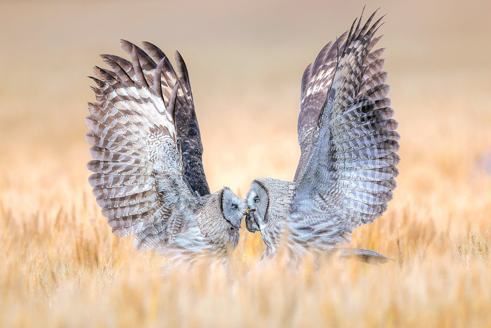 A great grey owl hands off food to a juvenile.