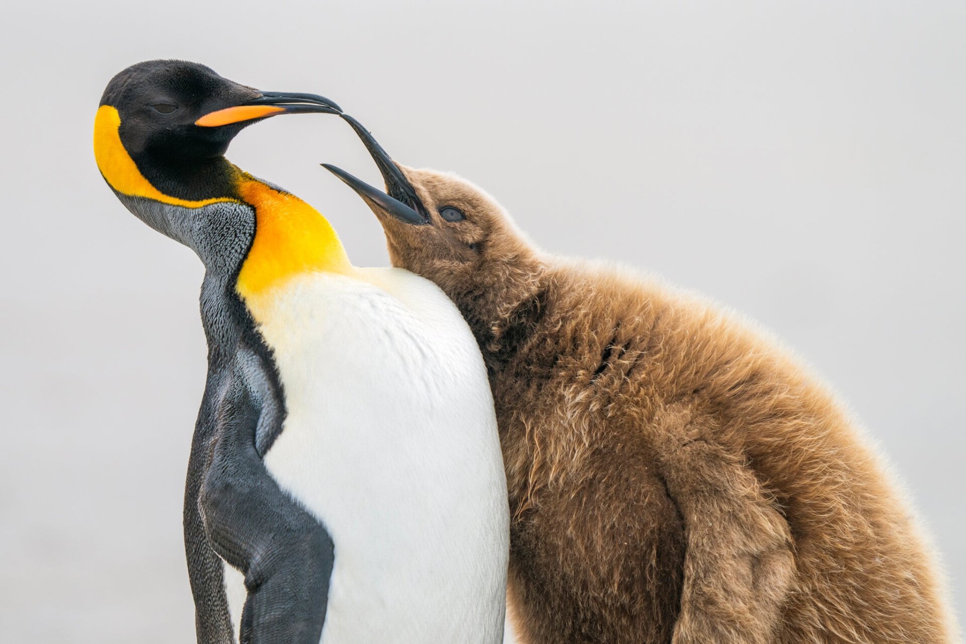 A young king penguin harries an adult, perhaps for some food.