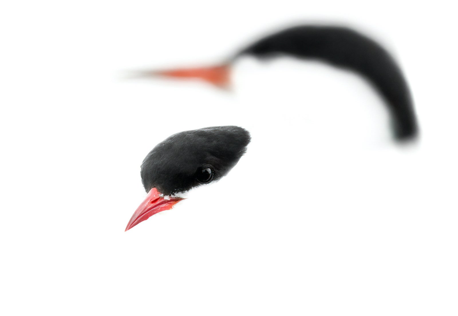 An arctic tern and a common tern are vanishingly white in this shot taken in Sweden.