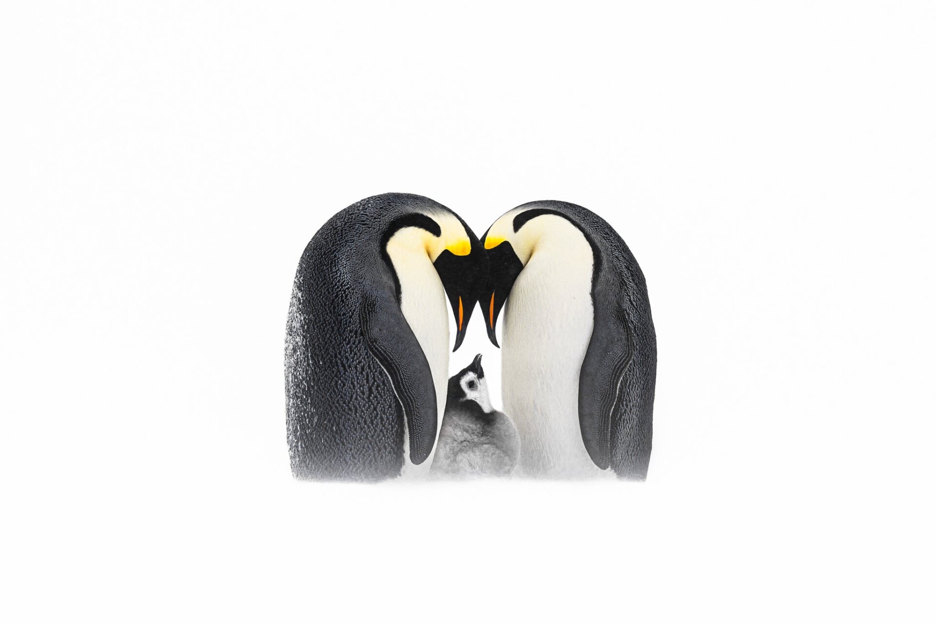 Two Emperor penguins peer at their chick.