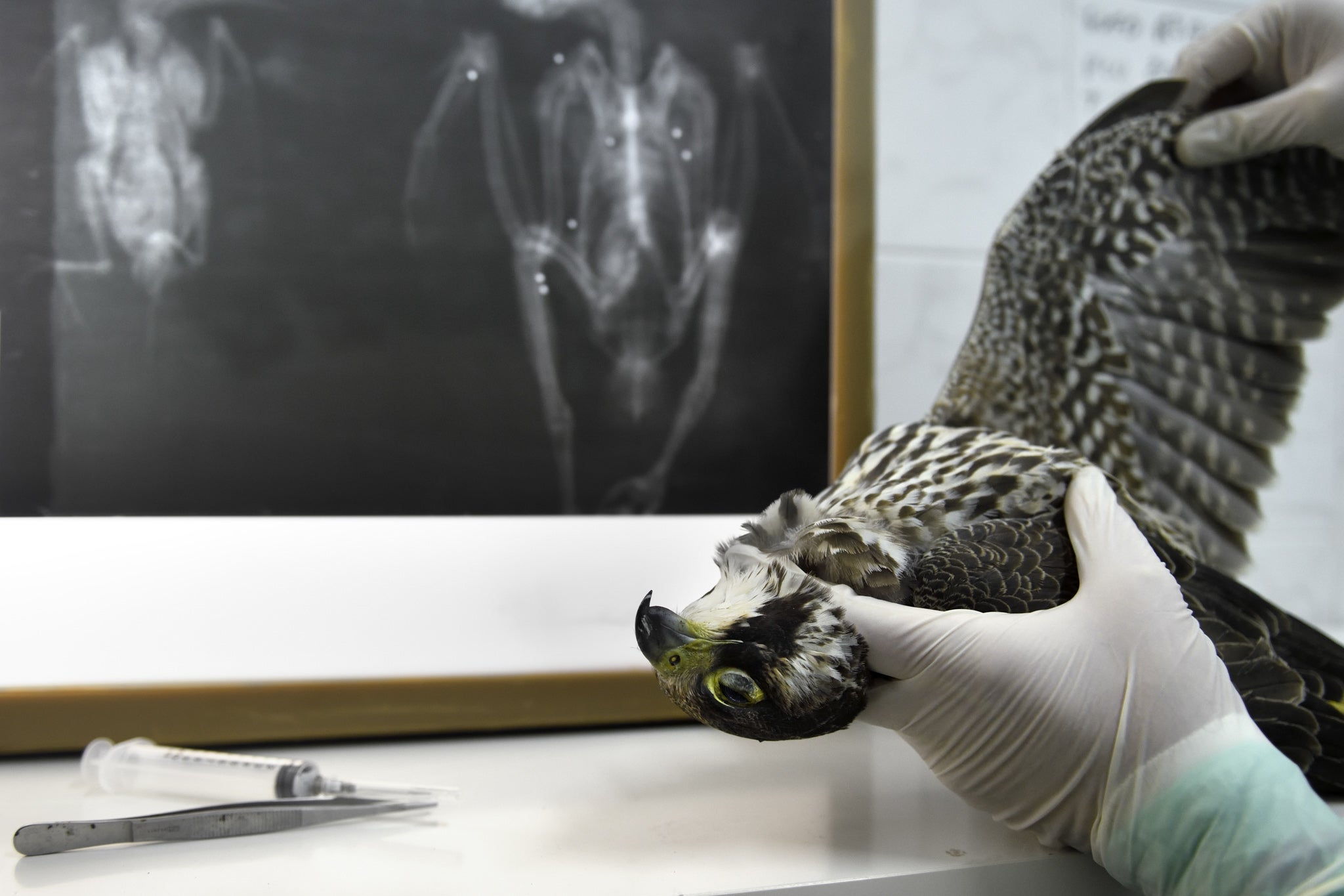 A dead Peregrine flacon is studied in a rescue center in Livorno.