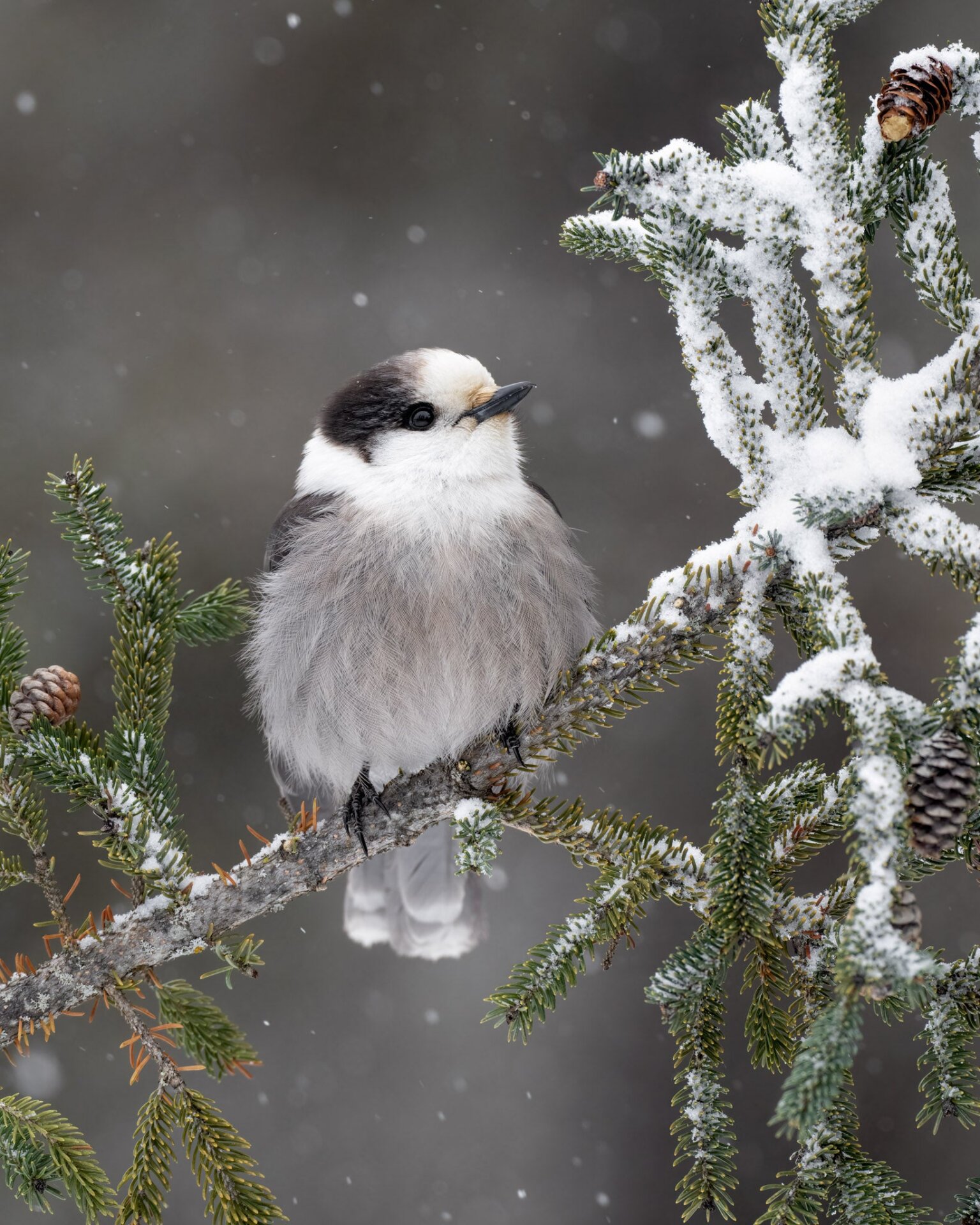 A Canada jay on a snowy branch.