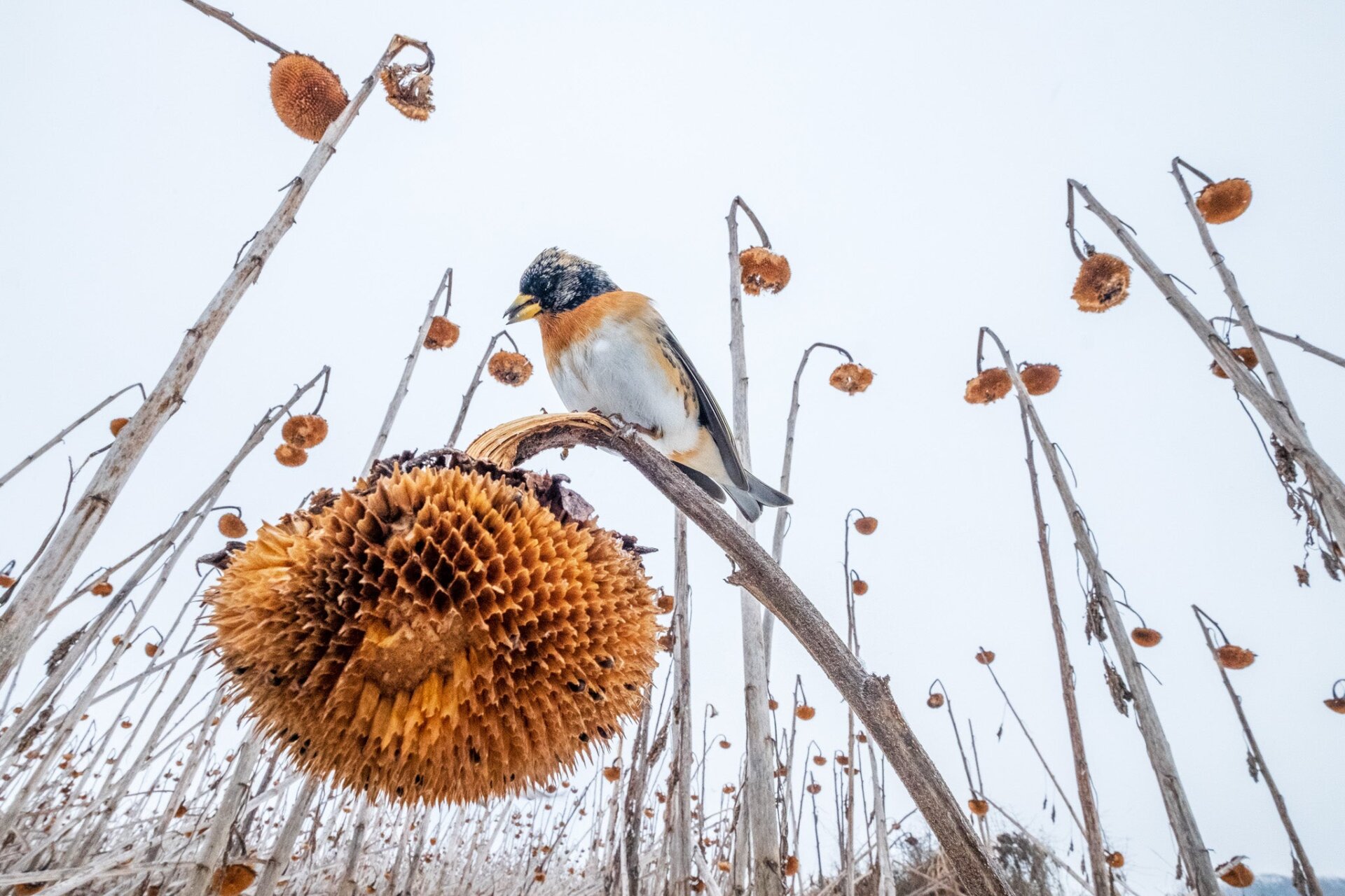A brambling in a field of dead sunflowers.