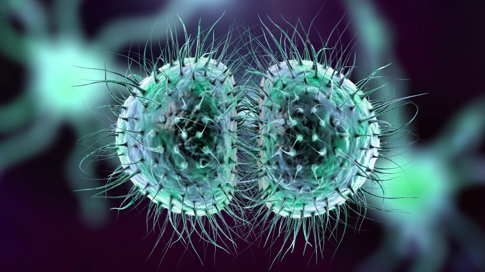 An illustration of Neisseria meningitidis bacteria