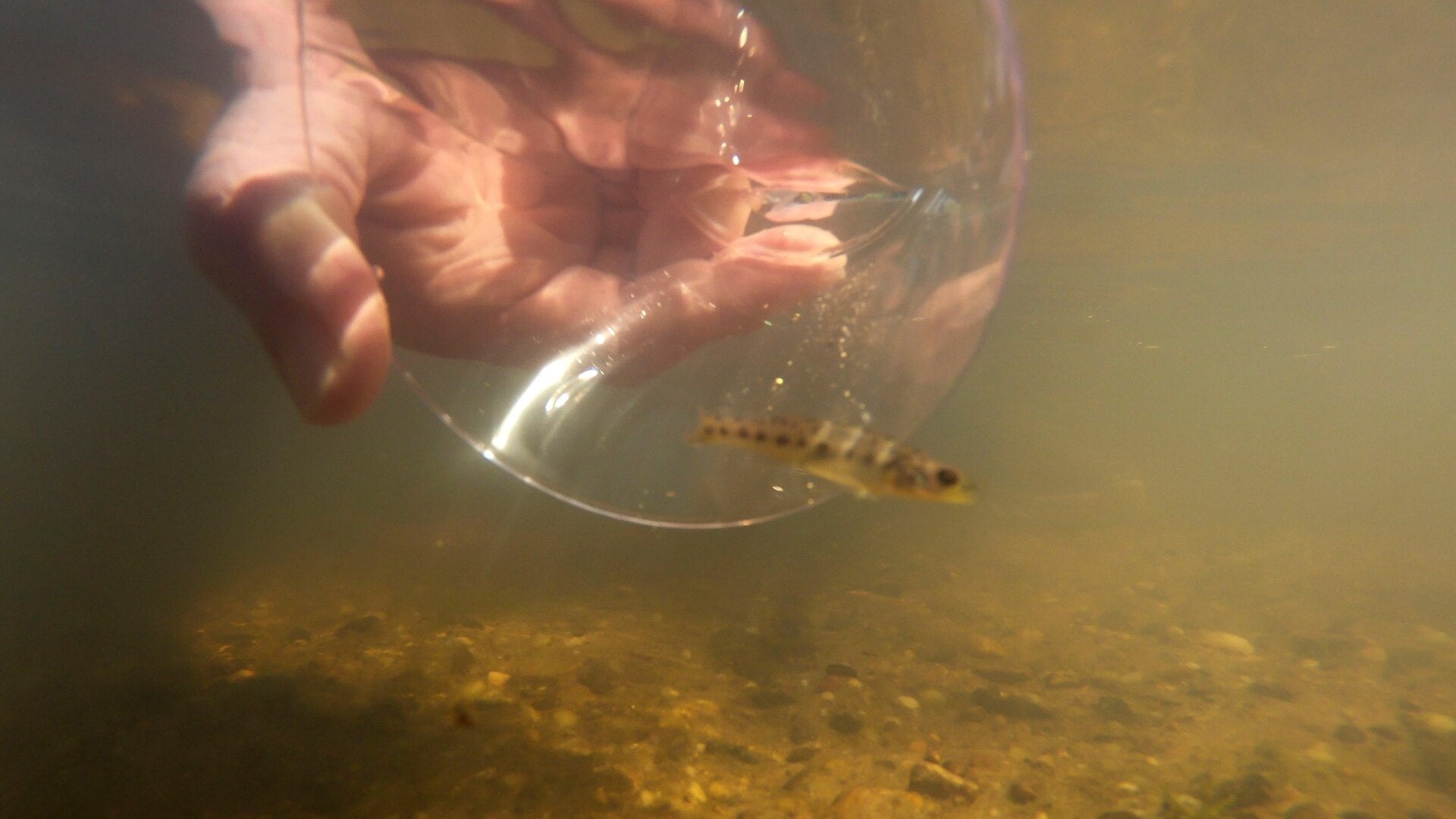 A newly reintroduced darter in the Pearl River.
