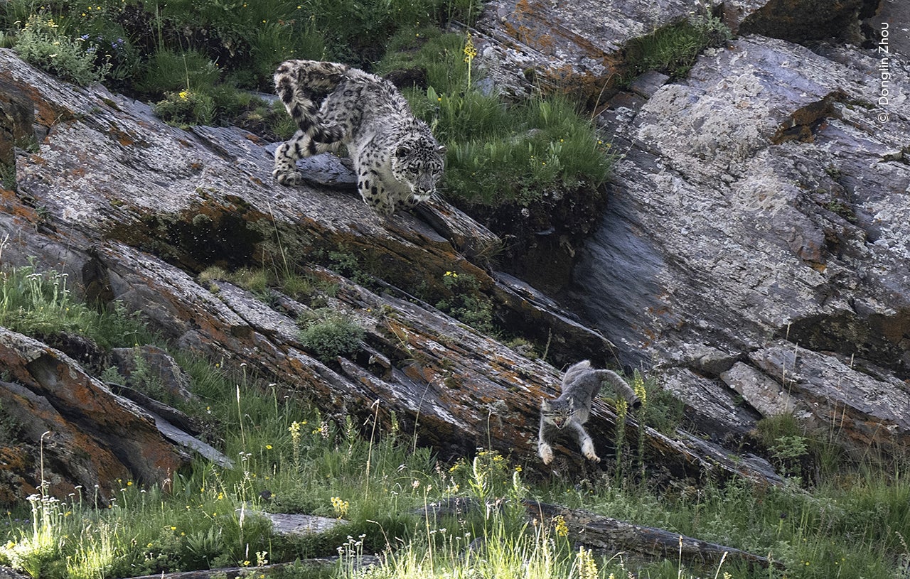 A snow leopard pursuing a Pallas’ cat.