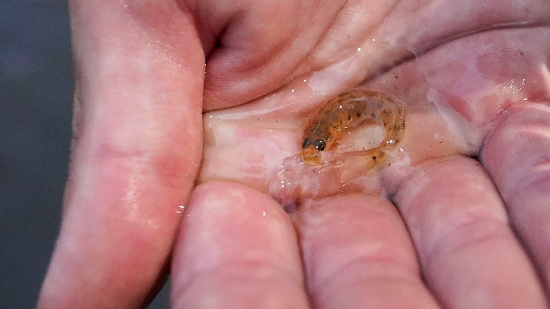A Pearl River darter, a threatened fish of the American Southeast.