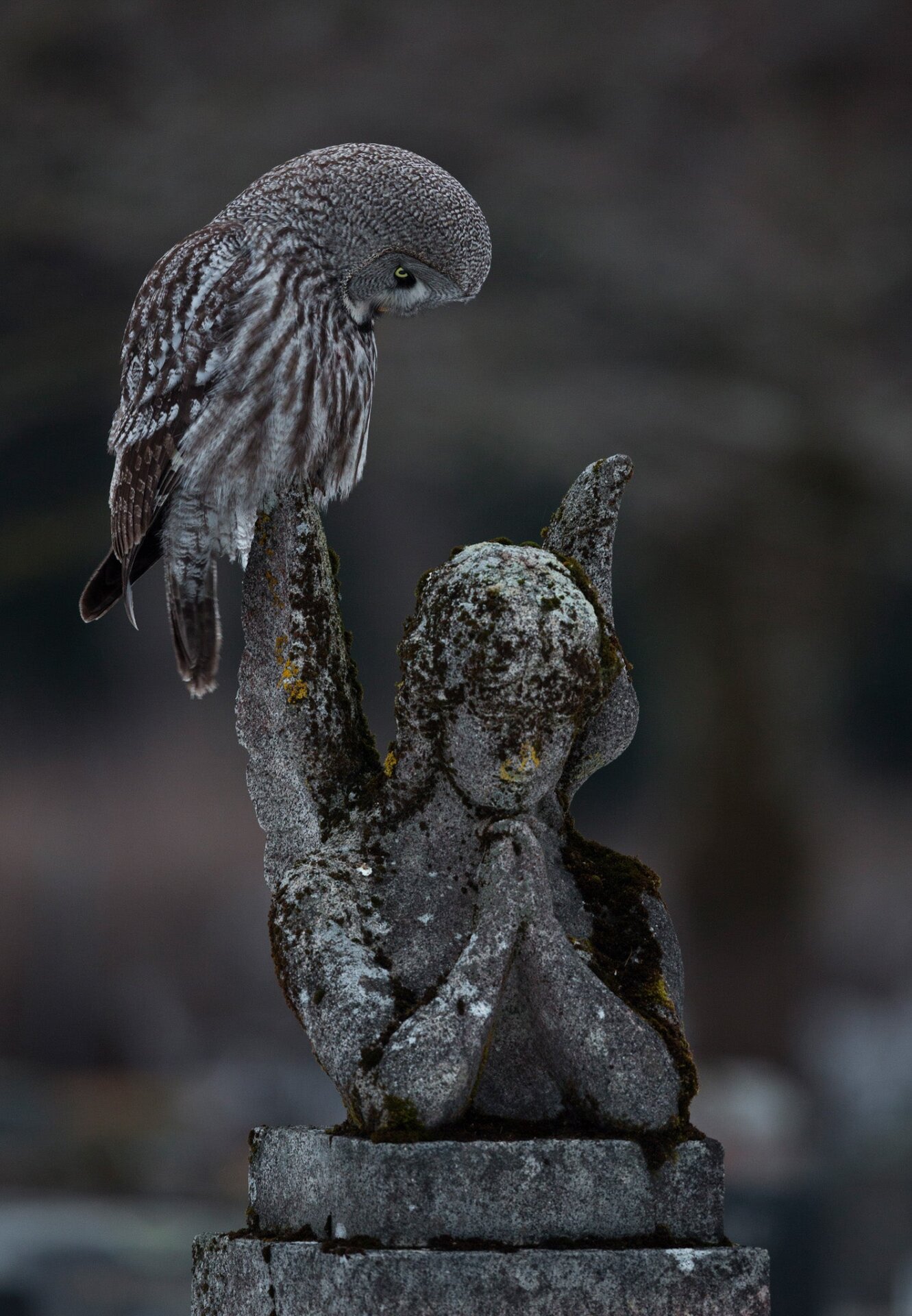 A great grey owl peering an angel statue in a Helsinki cemetery.