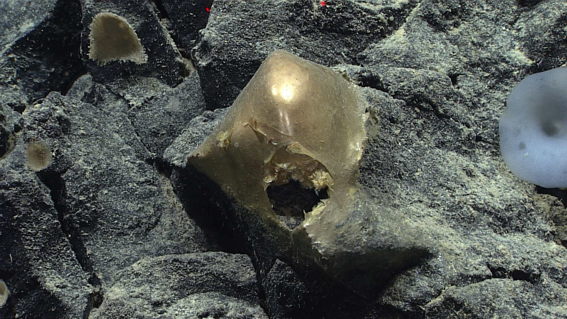 The unidentified specimen found on the seafloor on August 30.