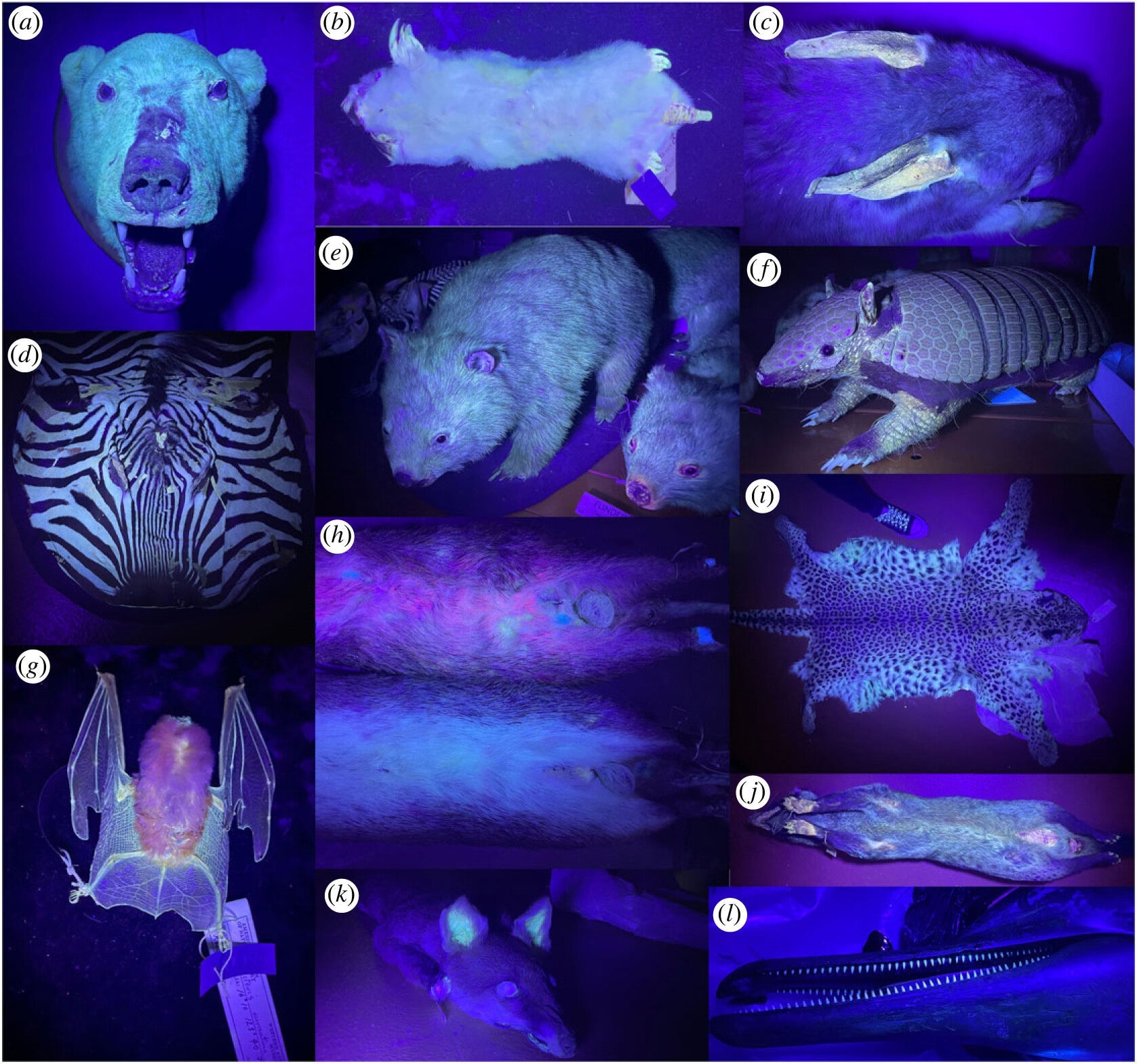 Glowing fur in specimens of (a) polar bear, (b) southern marsupial mole, (c) greater bilby, (d) mountain zebra, (e) bare-nosed wombat, (f) six-banded armadillo, (g) orange leaf-nosed bat, (h) quenda, (i) leopard, (j) Asian palm civet, (k) red fox, (l) dwarf spinner dolphin.