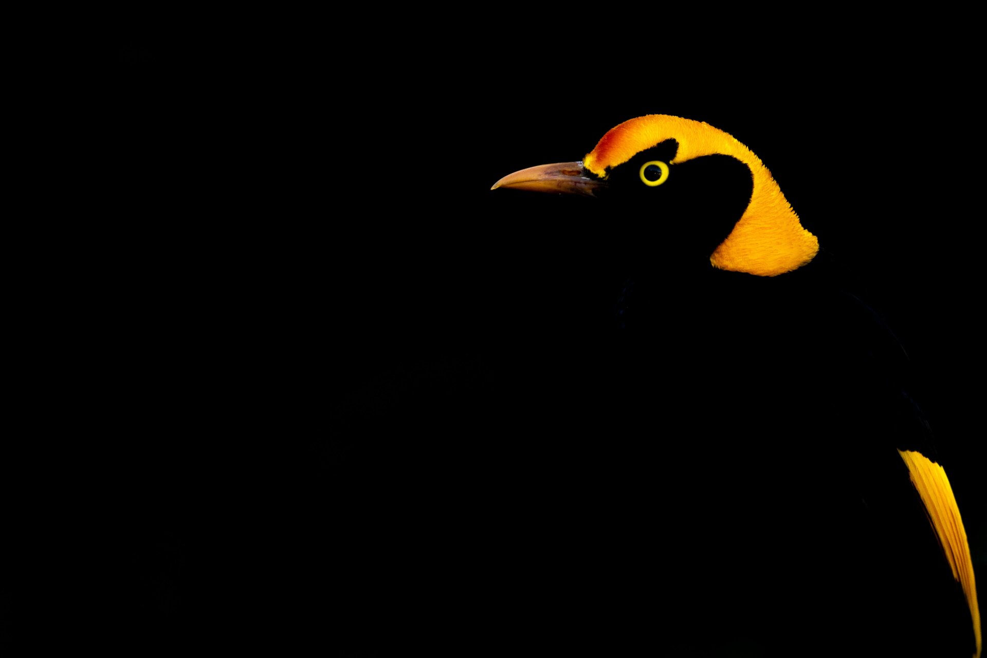 Photo: Alwin Hardenbol