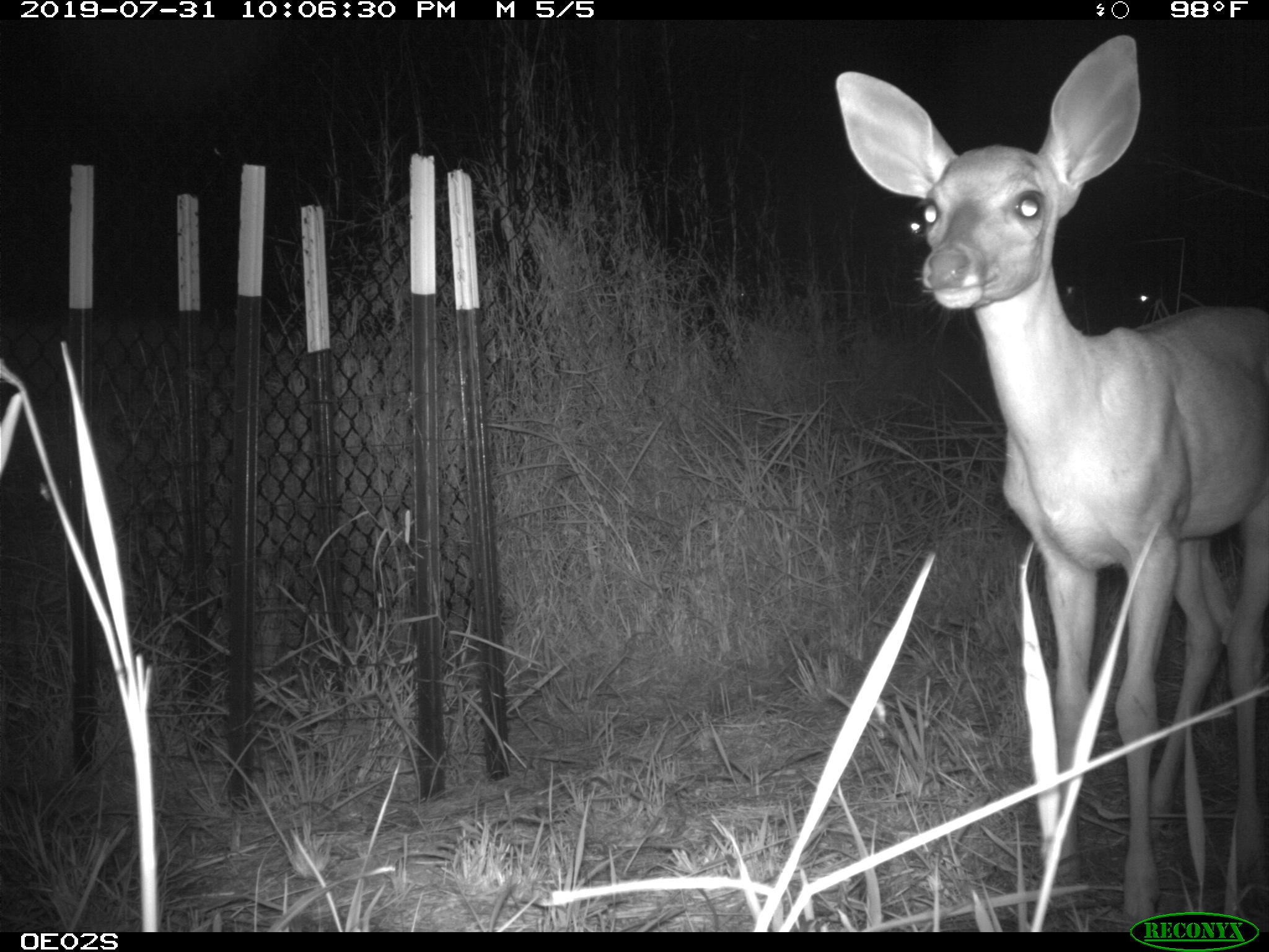Photo: University of Texas Rio Grande Valley/Frontiers Ecology Evolution