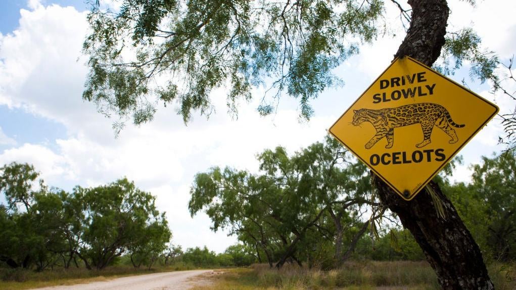 A sign alerts drivers of the presence of ocelots at El Tecolote Ranch. 