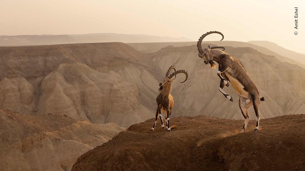 Photo: Amit Eshel / Wildlife Photographer of the Year