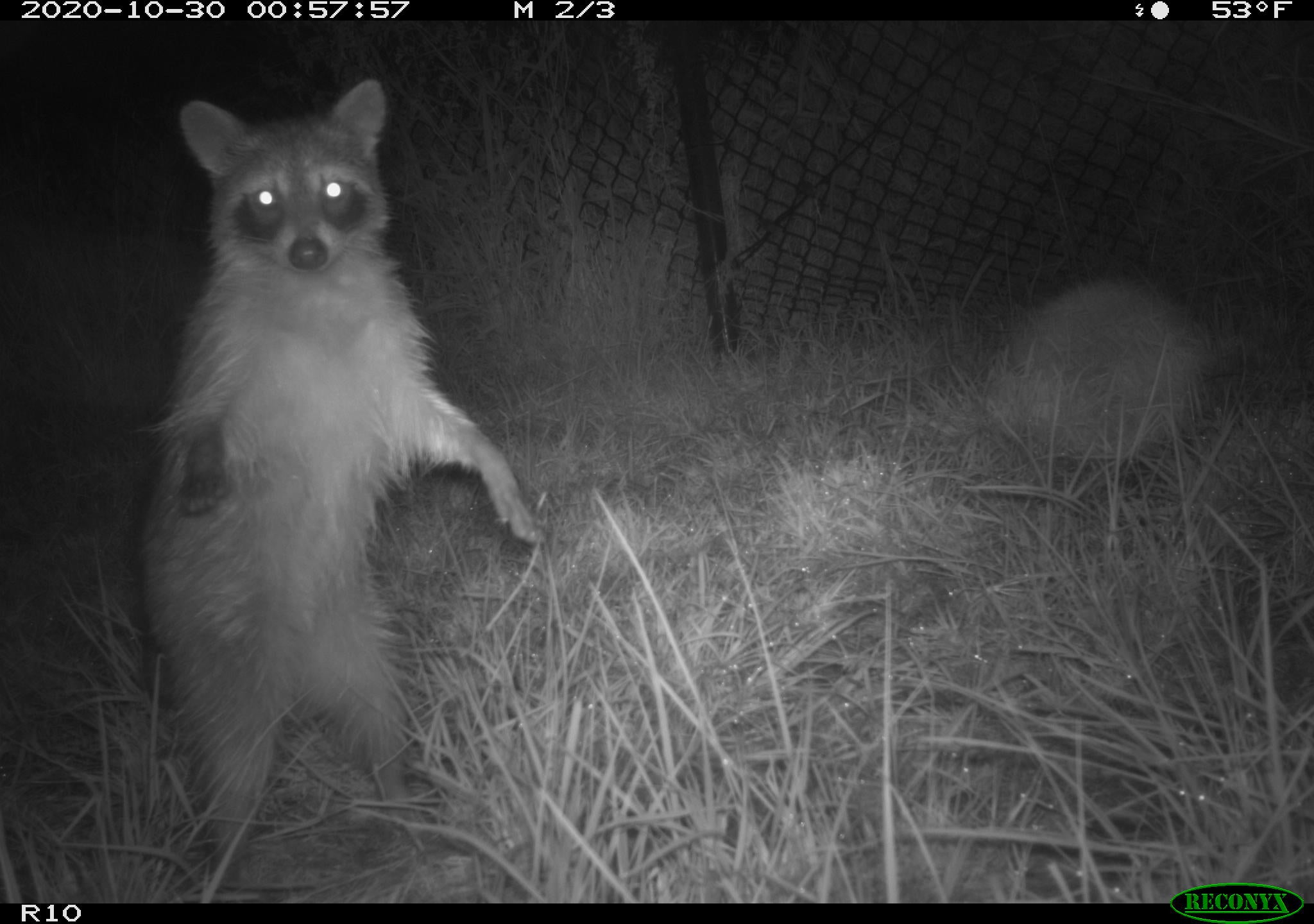 Photo: University of Texas Rio Grande Valley/Frontiers Ecology Evolution