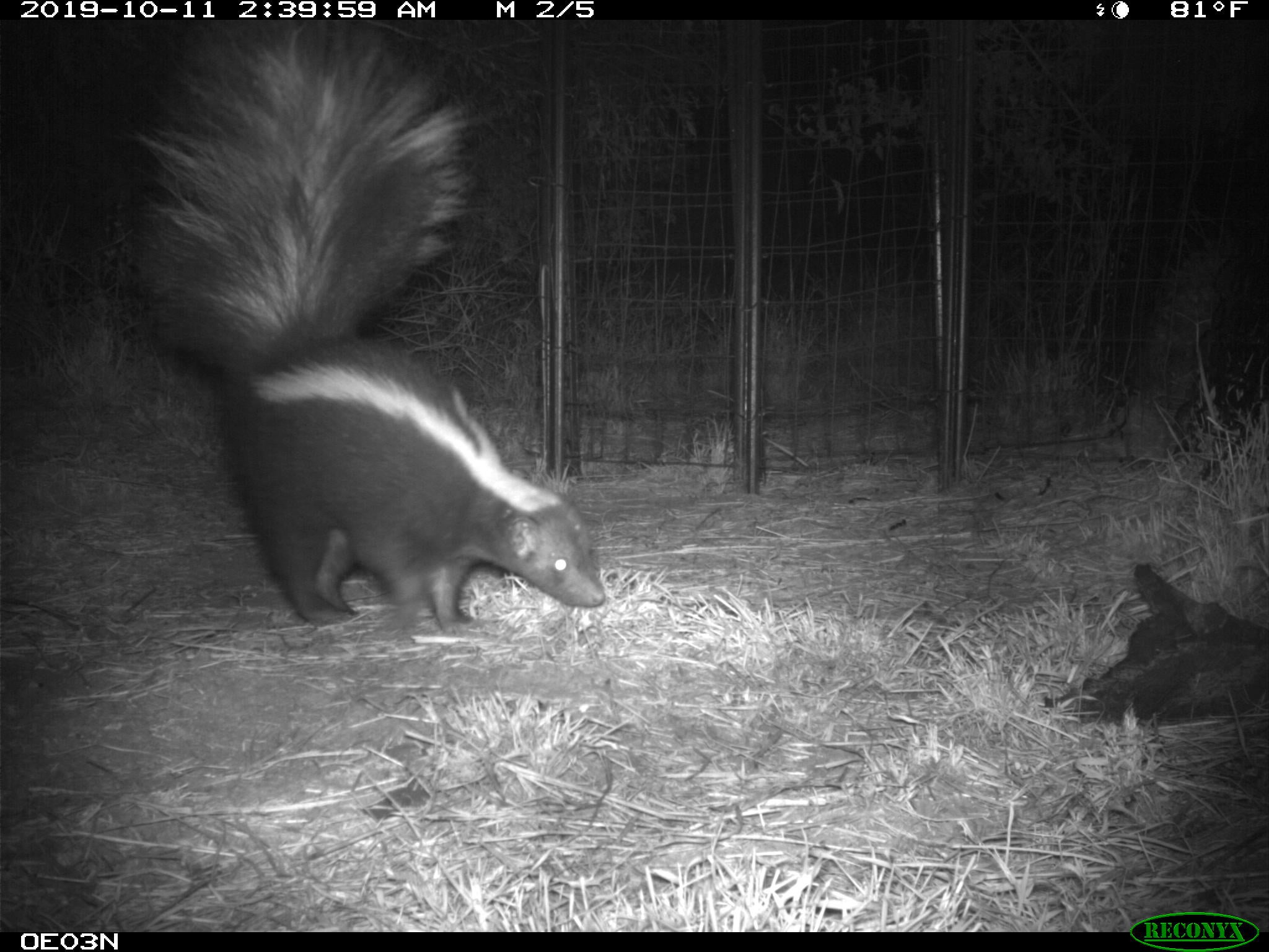 Photo: University of Texas Rio Grande Valley/Frontiers in Ecology and Evolution