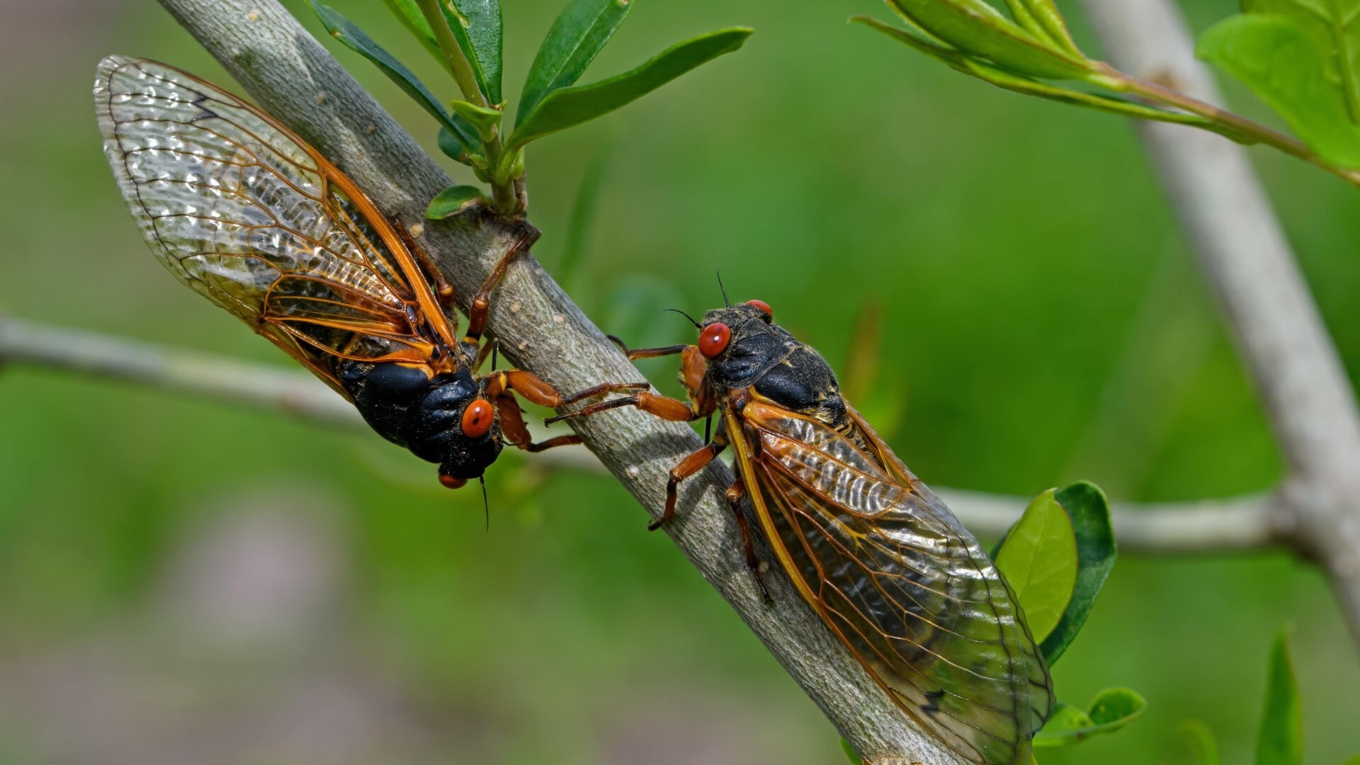 17 year Brood X periodical cicadas.