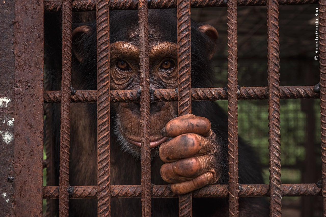 Photo: Roberto García-Roa / Wildlife Photographer of the Year