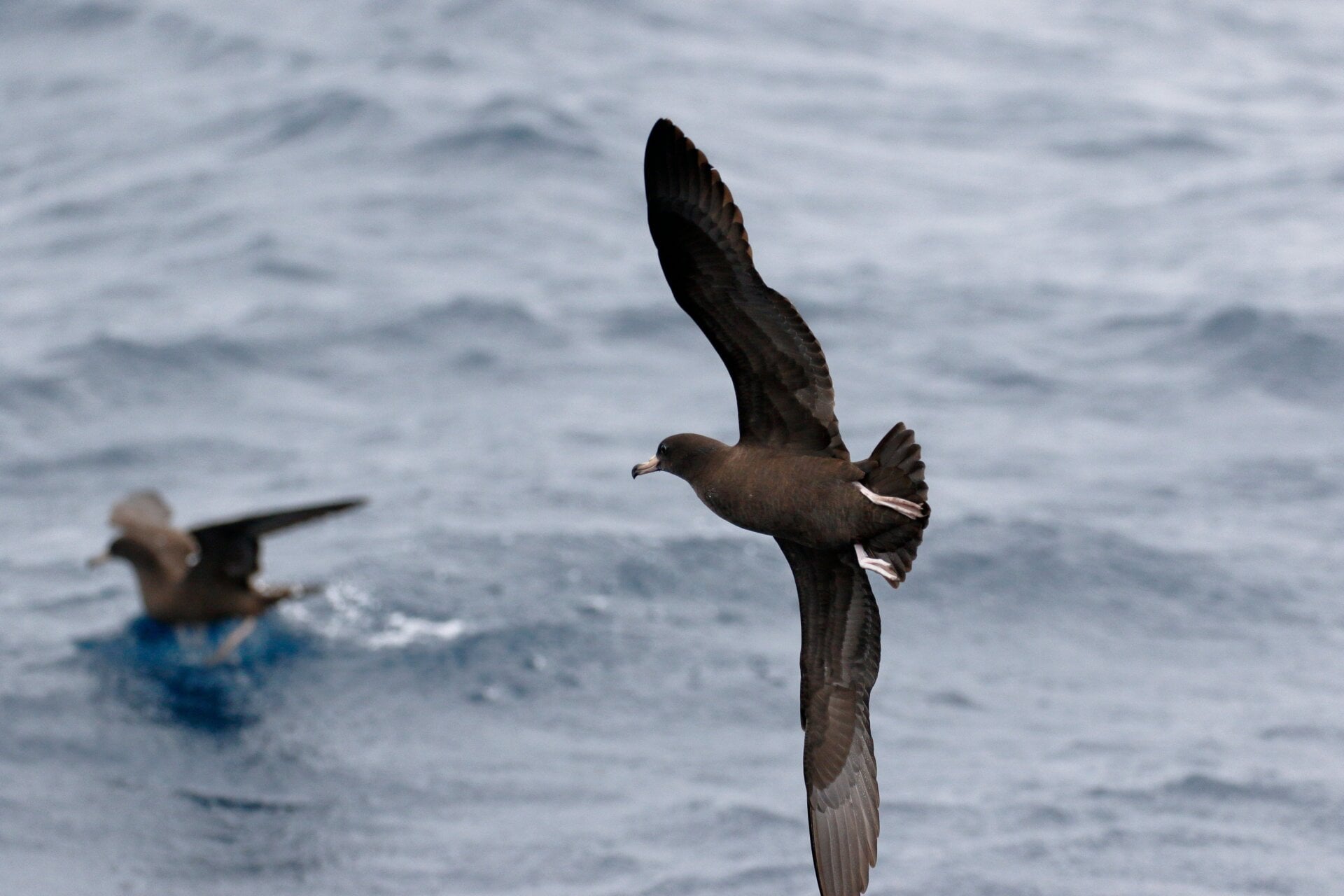 The flesh-footed shearwater, whose feet don’t look like all people’s flesh.