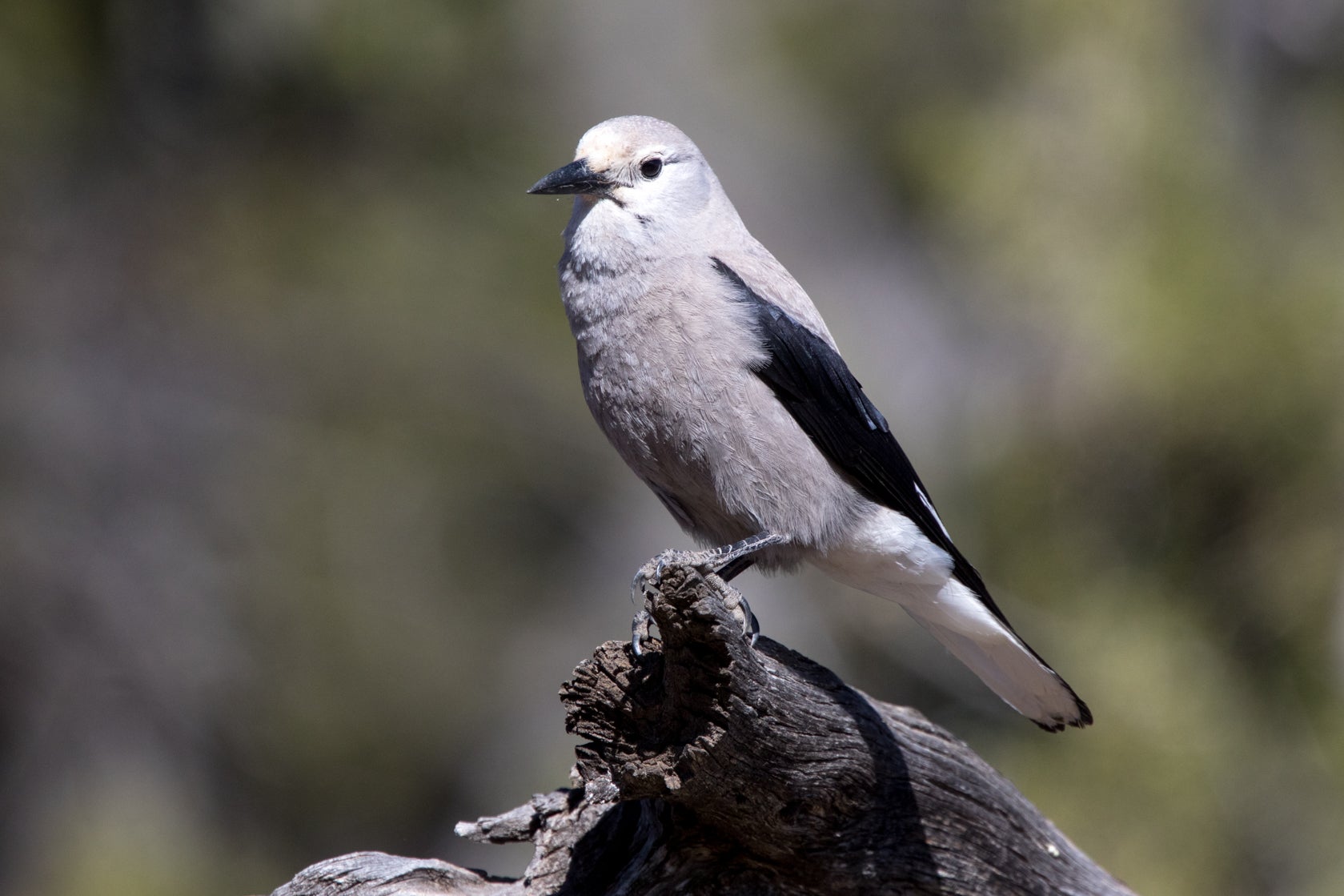 Photo: Wikimedia Commons