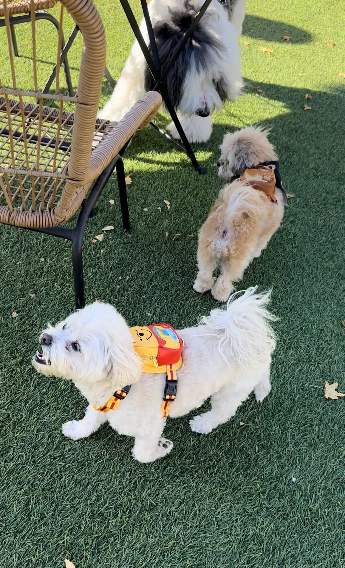 Photo: Sabina Graves/Gizmodo