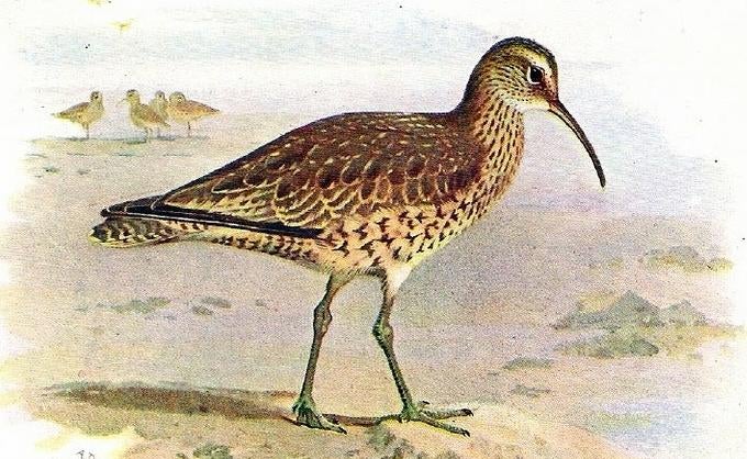 Illustration: Wikimedia Commons