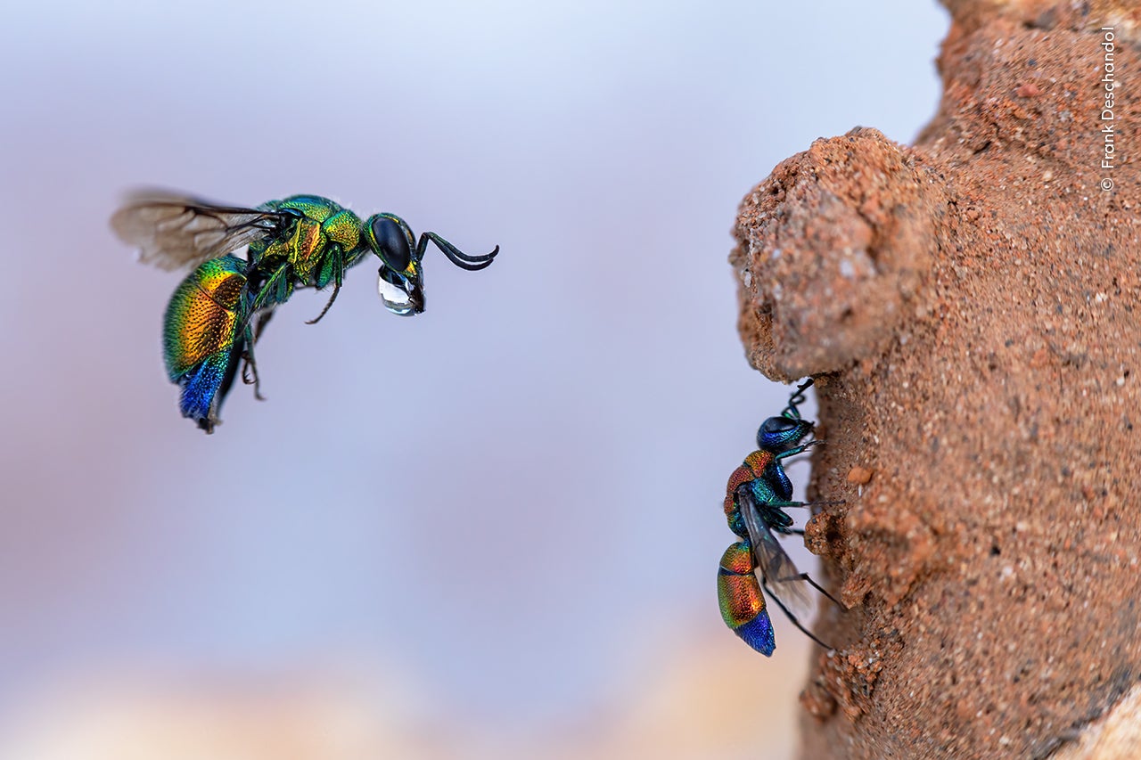 Photo: Frank Deschandol / Wildlife Photographer of the Year