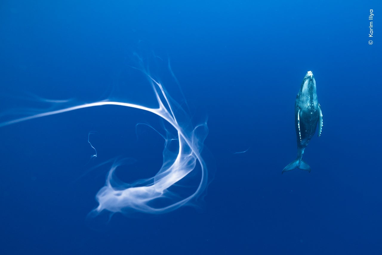 Photo: Karim Iliya / Wildlife Photographer of the Year