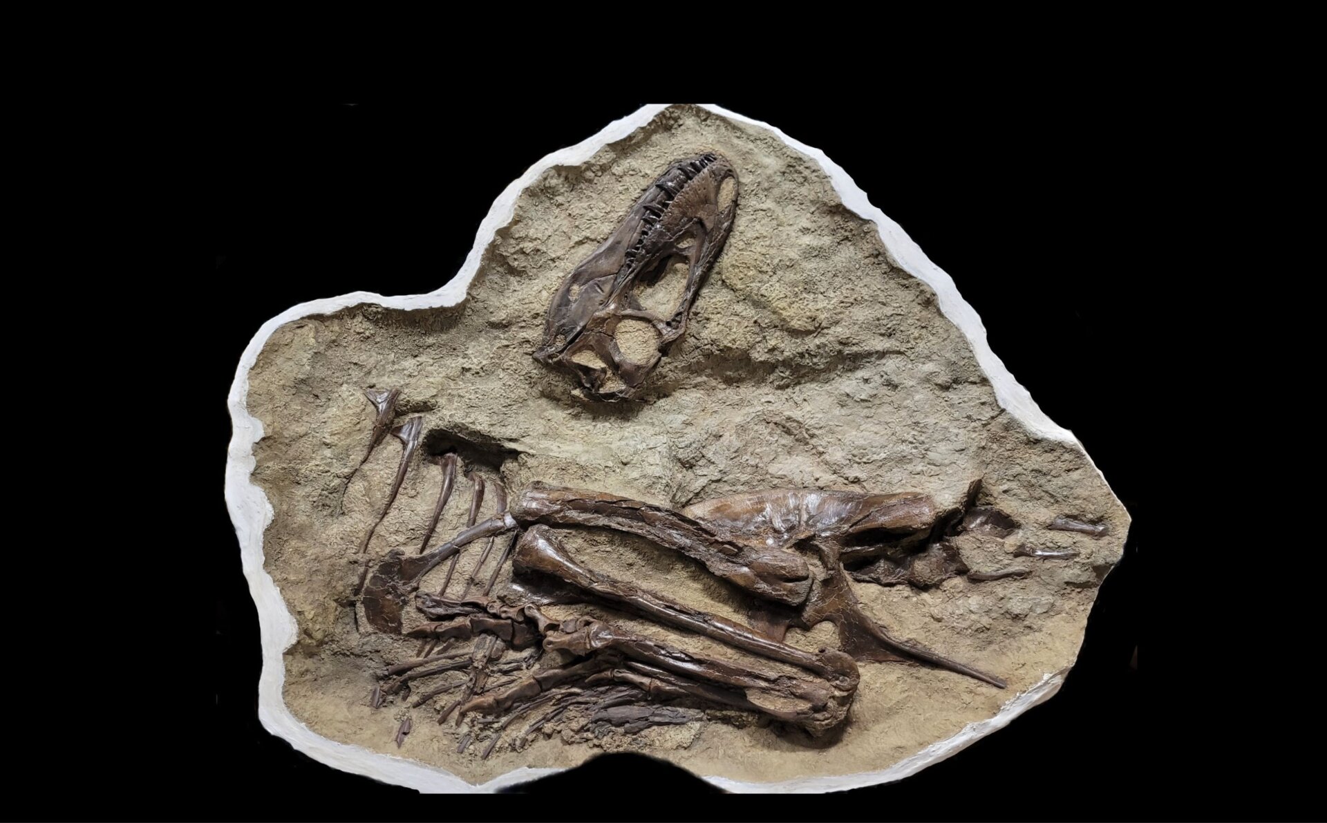 The gorgosaurus specimen with its gut contents.