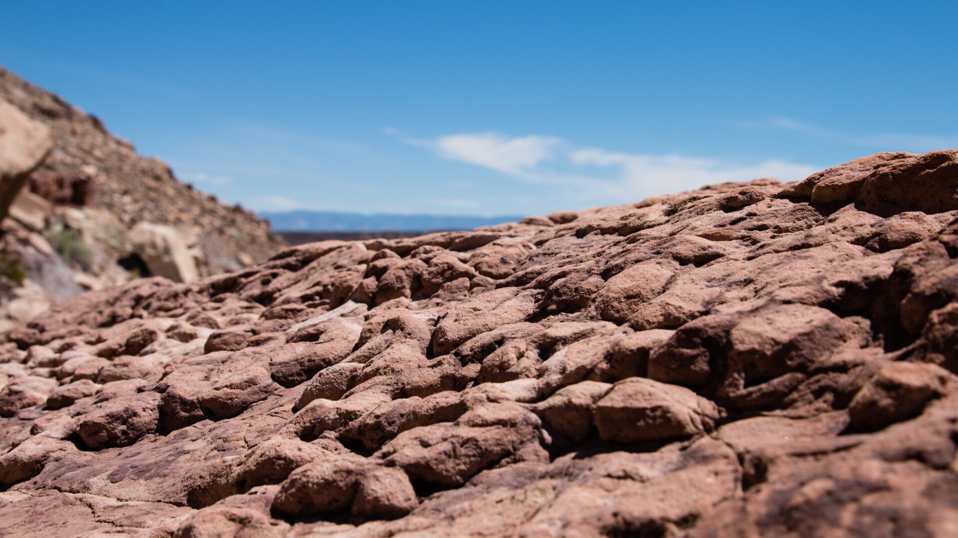 A fossilized clam bed at the site.